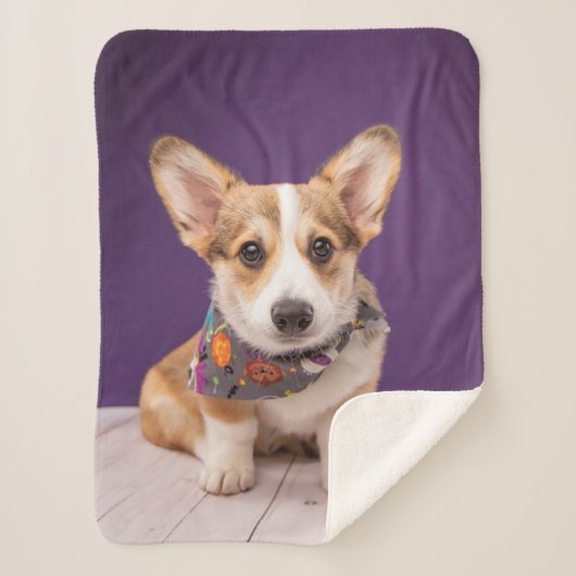 Niedliche Kleintiere | Halloween Corgi Sherpadecke (Vorderseite)