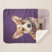 Niedliche Kleintiere | Halloween Corgi Sherpadecke (Vorderseite (Horizontal))