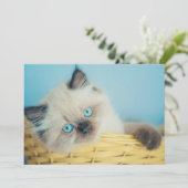 Niedliche Kleintiere | Himalayan Siegel Point Cat Dankeskarte (Stehend Vorderseite)