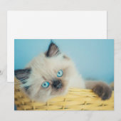 Niedliche Kleintiere | Himalayan Siegel Point Cat Dankeskarte (Vorne/Hinten)