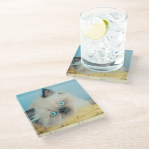 Niedliche Kleintiere Himalayan Siegel Point Cat Glasuntersetzer