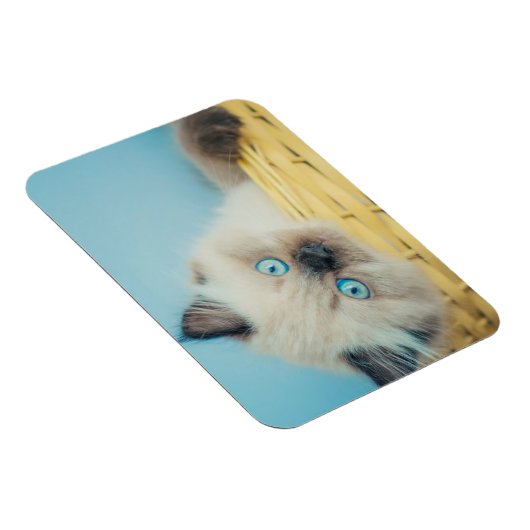 Niedliche Kleintiere | Himalayan Siegel Point Cat Magnet (Rechte Seite)