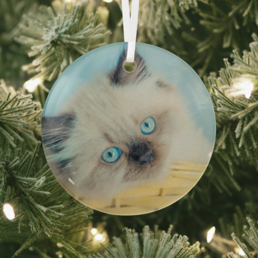 Niedliche Kleintiere | Himalayan Siegel Point Cat Ornament Aus Glas (InSitu)