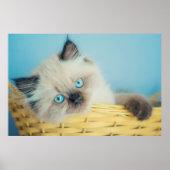 Niedliche Kleintiere | Himalayan Siegel Point Cat Poster (Vorne)