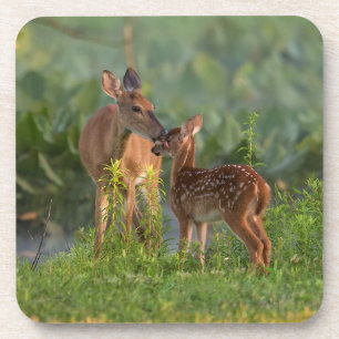 Niedliche Kleintiere Hirsch und Baby Getränkeuntersetzer