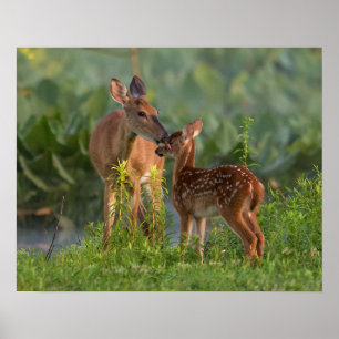 Niedliche Kleintiere Hirsch und Baby Poster