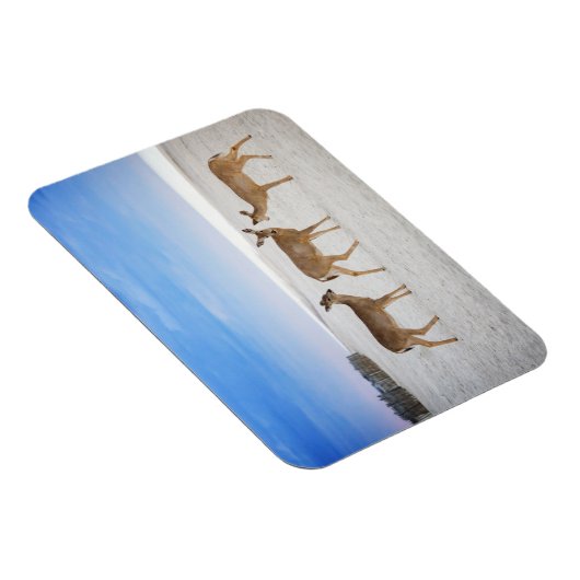 Niedliche Kleintiere | Hirsche am Strand Magnet (Rechte Seite)