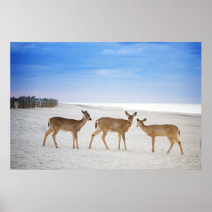 Niedliche Kleintiere Hirsche am Strand Poster