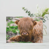 Niedliche Kleintiere | Hochlandkuhkalb Dankeskarte (Stehend Vorderseite)