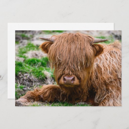 Niedliche Kleintiere | Hochlandkuhkalb Dankeskarte (Vorne/Hinten)
