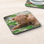 Niedliche Kleintiere | Hochlandkuhkalb Getränkeuntersetzer (Linke Seite)