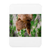 Niedliche Kleintiere | Hochlandkuhkalb Magnet (Vertikal)