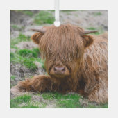 Niedliche Kleintiere | Hochlandkuhkalb Ornament Aus Glas (Vorderseite)