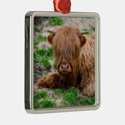 Niedliche Kleintiere | Hochlandkuhkalb Ornament Aus Metall (Rechts)