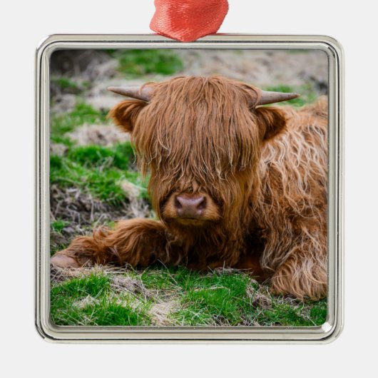Niedliche Kleintiere | Hochlandkuhkalb Ornament Aus Metall (Vorne)