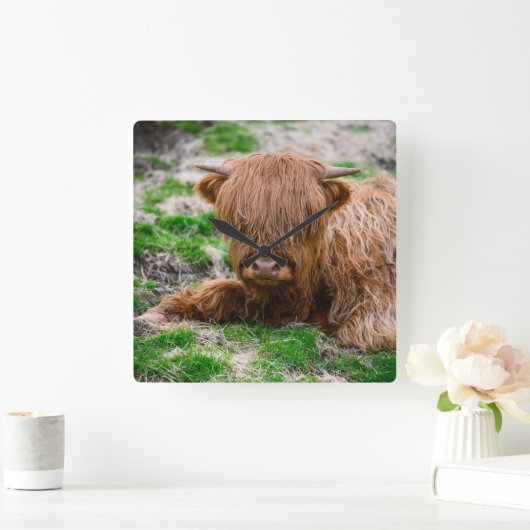Niedliche Kleintiere | Hochlandkuhkalb Quadratische Wanduhr (Zuhause)