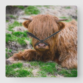 Niedliche Kleintiere | Hochlandkuhkalb Quadratische Wanduhr (Vorderseite)