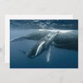 Niedliche Kleintiere | Humpback Whale Calf Dankeskarte (Vorne/Hinten)