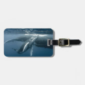 Niedliche Kleintiere | Humpback Whale Calf Gepäckanhänger (Vorderseite horizontal)
