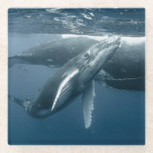 Niedliche Kleintiere | Humpback Whale Calf Glasuntersetzer (Vorderseite)