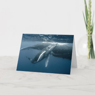 Niedliche Kleintiere   Humpback Whale Calf Karte