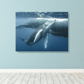 Niedliche Kleintiere | Humpback Whale Calf Leinwanddruck (Insitu (Holzboden))