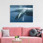 Niedliche Kleintiere | Humpback Whale Calf Leinwanddruck (Insitu (Wohnzimmer))