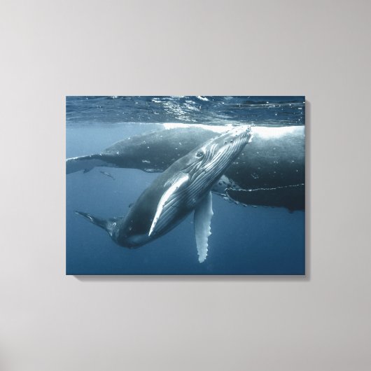 Niedliche Kleintiere | Humpback Whale Calf Leinwanddruck (Vorderseite)