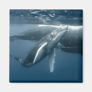 Niedliche Kleintiere Humpback Whale Calf Magnet