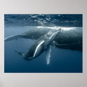 Niedliche Kleintiere   Humpback Whale Calf Poster