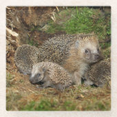 Niedliche Kleintiere | IGEL Glasuntersetzer (Vorderseite)