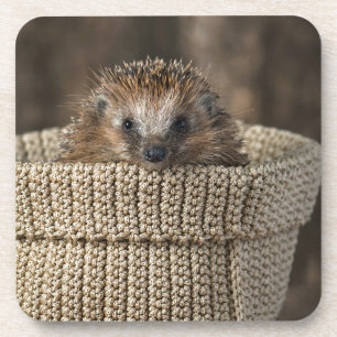 Niedliche Kleintiere   Igel in einem Korb Getränkeuntersetzer