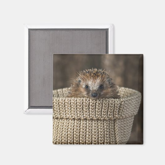Niedliche Kleintiere | Igel in einem Korb Magnet (Vorderseite/Rückseite)