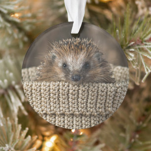 Niedliche Kleintiere Igel in einem Korb Ornament