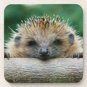 Niedliche Kleintiere Igel Lächeln Getränkeuntersetzer