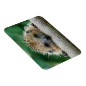 Niedliche Kleintiere | Igel Lächeln Magnet (Rechte Seite)