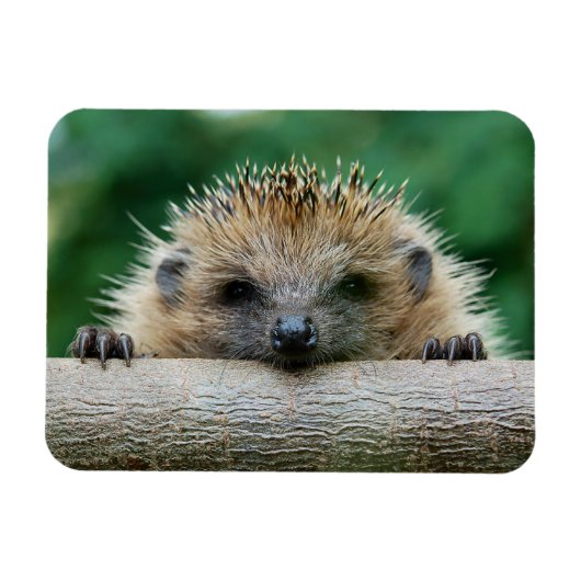 Niedliche Kleintiere | Igel Lächeln Magnet (Horizontal)