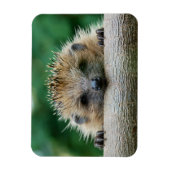 Niedliche Kleintiere | Igel Lächeln Magnet (Vertikal)