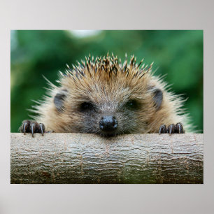 Niedliche Kleintiere Igel Lächeln Poster
