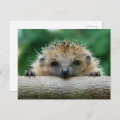 Niedliche Kleintiere | Igel Lächeln Postkarte (Vorne/Hinten)