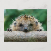 Niedliche Kleintiere | Igel Lächeln