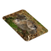 Niedliche Kleintiere | IGEL Magnet (Rechte Seite)