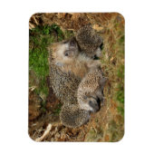 Niedliche Kleintiere | IGEL Magnet (Vertikal)