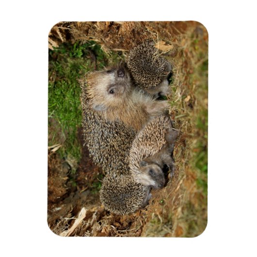 Niedliche Kleintiere | IGEL Magnet (Vertikal)