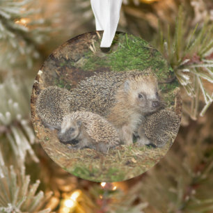 Niedliche Kleintiere IGEL Ornament