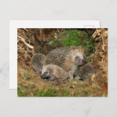 Niedliche Kleintiere | IGEL Postkarte (Vorne/Hinten)