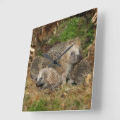 Niedliche Kleintiere | IGEL Quadratische Wanduhr (Winkel)