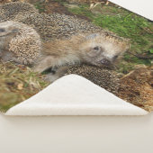 Niedliche Kleintiere | IGEL Sherpadecke (3/4)