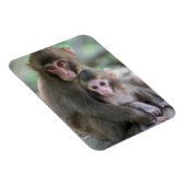 Niedliche Kleintiere | Japanische Affen Magnet (Rechte Seite)