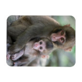 Niedliche Kleintiere | Japanische Affen Magnet (Horizontal)
